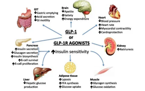 glp 1 r retatrutide Retatrutide: Benefits, Mechanism & Research Guide